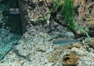 Garda Akvárium Tihany