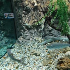 Garda Akvárium Tihany - Egyéb