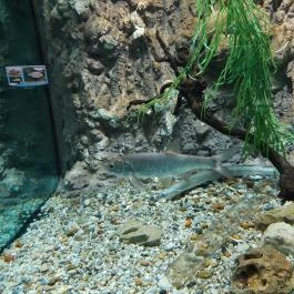 Garda Akvárium Tihany - Egyéb