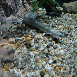 Garda Akvárium Tihany - Egyéb