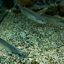 Garda Akvárium Tihany - Egyéb