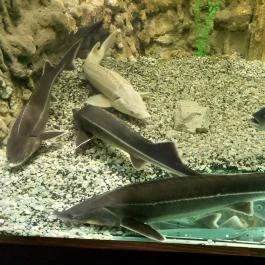 Garda Akvárium Tihany - Egyéb