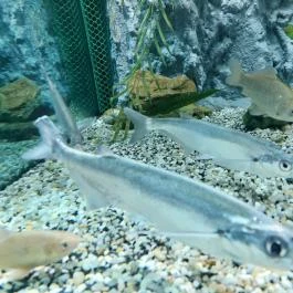 Garda Akvárium Tihany - Egyéb