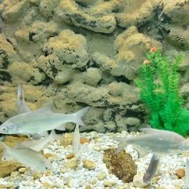 Garda Akvárium Tihany - Egyéb