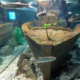 Garda Akvárium Tihany - Egyéb