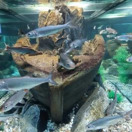 Garda Akvárium Tihany - Egyéb