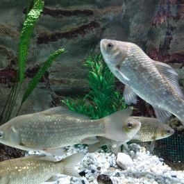 Garda Akvárium Tihany - Egyéb