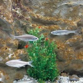 Garda Akvárium Tihany - Egyéb