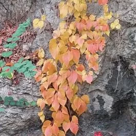 Gellért-hegy Budapest - Külső kép