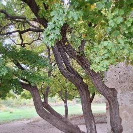 Gercsei romtemplom, Budapest - Külső kép