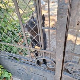 Gindly-Benyovszky-kastély Tengelic - Egyéb