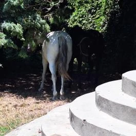 Gindly-Benyovszky-kastély Tengelic - Egyéb