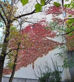 Glücklich Vilma lépcső