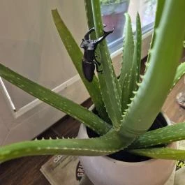 Grill Műhely - Fónagy Apartmanok Nagyvisnyó - Belső