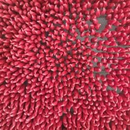 Gringos Amigos - Alkotás utca Budapest - Egyéb