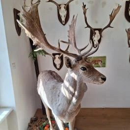 Gyulavári Kastély, Gyula - Egyéb