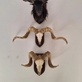 Gyulavári Kastély, Gyula - Egyéb