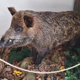 Gyulavári Kastély, Gyula - Egyéb