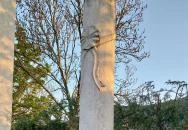 Háborús emlékművek Pilisvörösvár