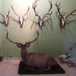 Hajósi Barokk Kastély Hajós - Egyéb