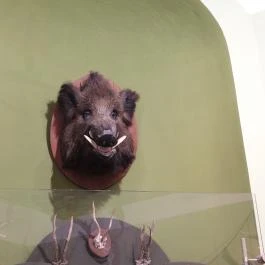 Hajósi Barokk Kastély Hajós - Egyéb