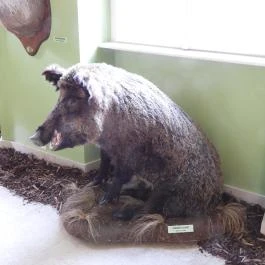 Hajósi Barokk Kastély Hajós - Egyéb