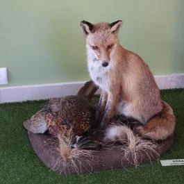 Hajósi Barokk Kastély Hajós - Egyéb