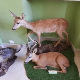 Hajósi Barokk Kastély Hajós - Egyéb