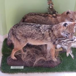 Hajósi Barokk Kastély Hajós - Egyéb