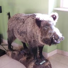 Hajósi Barokk Kastély Hajós - Egyéb