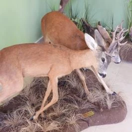 Hajósi Barokk Kastély Hajós - Egyéb