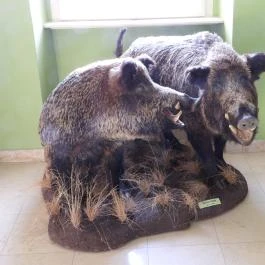 Hajósi Barokk Kastély Hajós - Egyéb