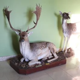 Hajósi Barokk Kastély Hajós - Egyéb