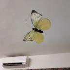 Hangulat Cukrászda Hajmáskér - Egyéb