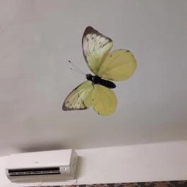 Hangulat Cukrászda, Hajmáskér - Egyéb