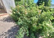 Harangtorony Polány