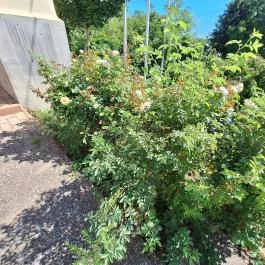 Harangtorony, Polány - Egyéb