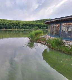 Harcsafészek falatozó