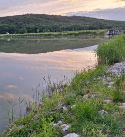 Harcsafészek falatozó