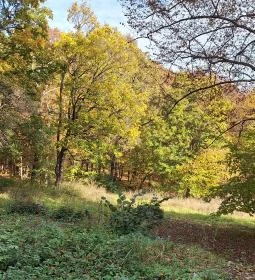 Háromhegyi Pálos templom-és kolostorrom