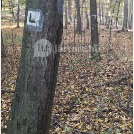 Háromhegyi Pálos templom-és kolostorrom Martonyi - Egyéb