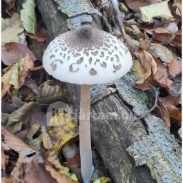 Háromhegyi Pálos templom-és kolostorrom Martonyi - Egyéb