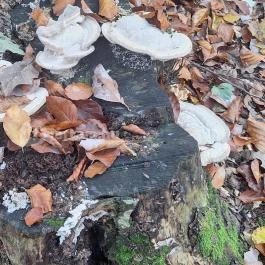 Háromhegyi Pálos templom-és kolostorrom Martonyi - Egyéb