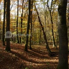 Háromhegyi Pálos templom-és kolostorrom Martonyi - Külső kép