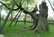 Hédervári Árpád-tölgy Hédervár