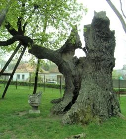 Hédervári Árpád-tölgy