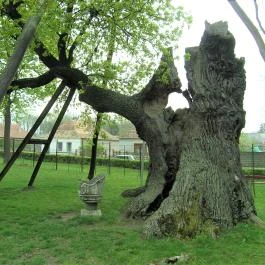 Hédervári Árpád-tölgy Hédervár - Külső kép