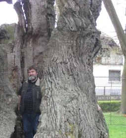 Hédervári Árpád-tölgy