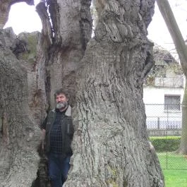 Hédervári Árpád-tölgy Hédervár - Egyéb