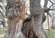 Hédervári Árpád-tölgy Hédervár